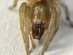 Clubionidae