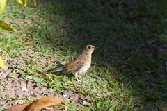 Copsychus malabaricus