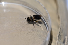 Melandrena