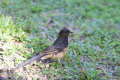 Copsychus malabaricus