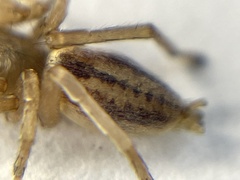Clubionidae