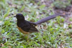 Copsychus malabaricus