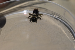 Melandrena