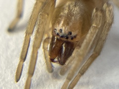 Clubionidae