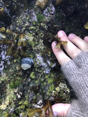 Chamberlainium tumidum