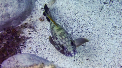 Epinephelus marginatus