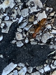 Camponotus castaneus