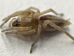 Clubionidae