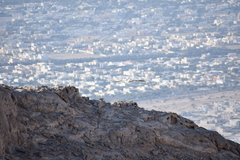 Neophron percnopterus