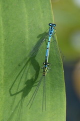 Coenagrion mercuriale