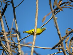 Chlorophonia elegantissima