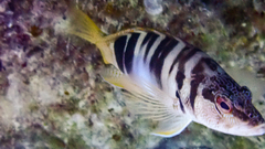 Serranus scriba