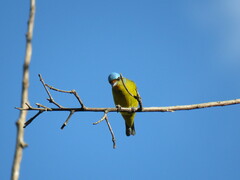 Chlorophonia elegantissima