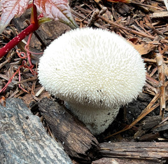 Lycoperdon americanum