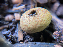 Lycoperdon americanum