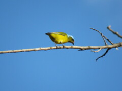 Chlorophonia elegantissima