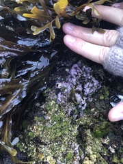 Chamberlainium tumidum