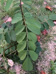 Robinia
