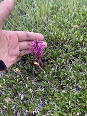 Pedicularis verticillata
