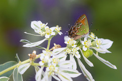 Callophrys gryneus