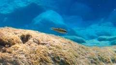 Thalassoma pavo