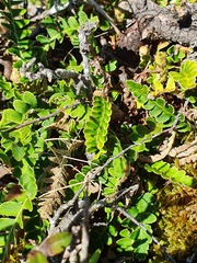 Asplenium ceterach