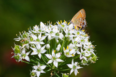 Callophrys gryneus