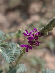 Dalea lanata