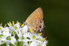Callophrys gryneus