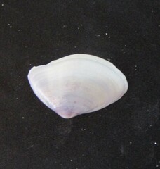 Iphigenia brasiliensis