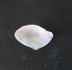 Iphigenia brasiliensis