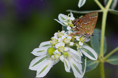 Callophrys gryneus