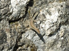 Podarcis muralis nigriventris