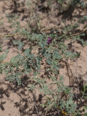 Dalea lanata