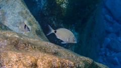 Diplodus sargus