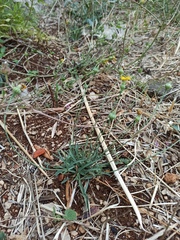 Reichardia picroides