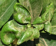 Aphis spiraecola