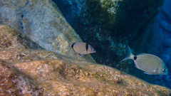 Diplodus vulgaris