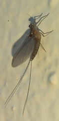 Cloeon dipterum