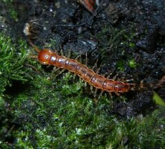 Lithobius variegatus