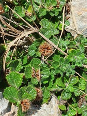 Teucrium pyrenaicum