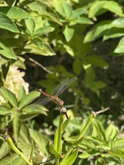 Sympetrum