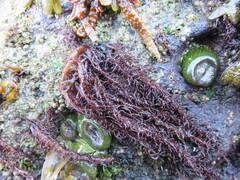 Cumagloia andersonii