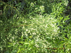 Baccharis angustifolia