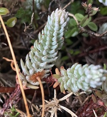 Petrosedum rupestre