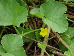 Cucumis melo