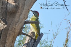 Picus vaillantii