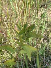 Lysimachia ciliata