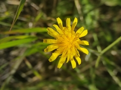 Scorzoneroides autumnalis