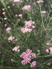 Ozothamnus diosmifolius
